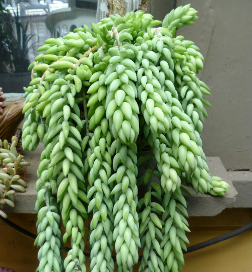 Tips for growing succulents 